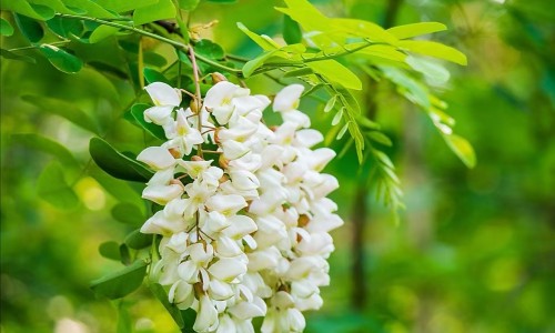 茯苓和芡实可以一起吃吗-【茯苓和芡实的功效与作用及食用方法】茯苓和芡实的功效作用与主治与用量 - 茯苓和芡实的功效网