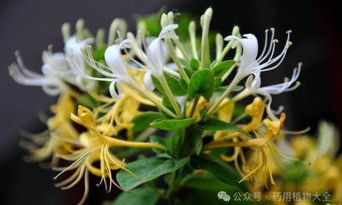 茯苓和芡实的功效与作用及食用方法-【茯苓和芡实的功效与作用及食用方法】茯苓和芡实的功效作用与主治与用量 - 茯苓和芡实的功效网